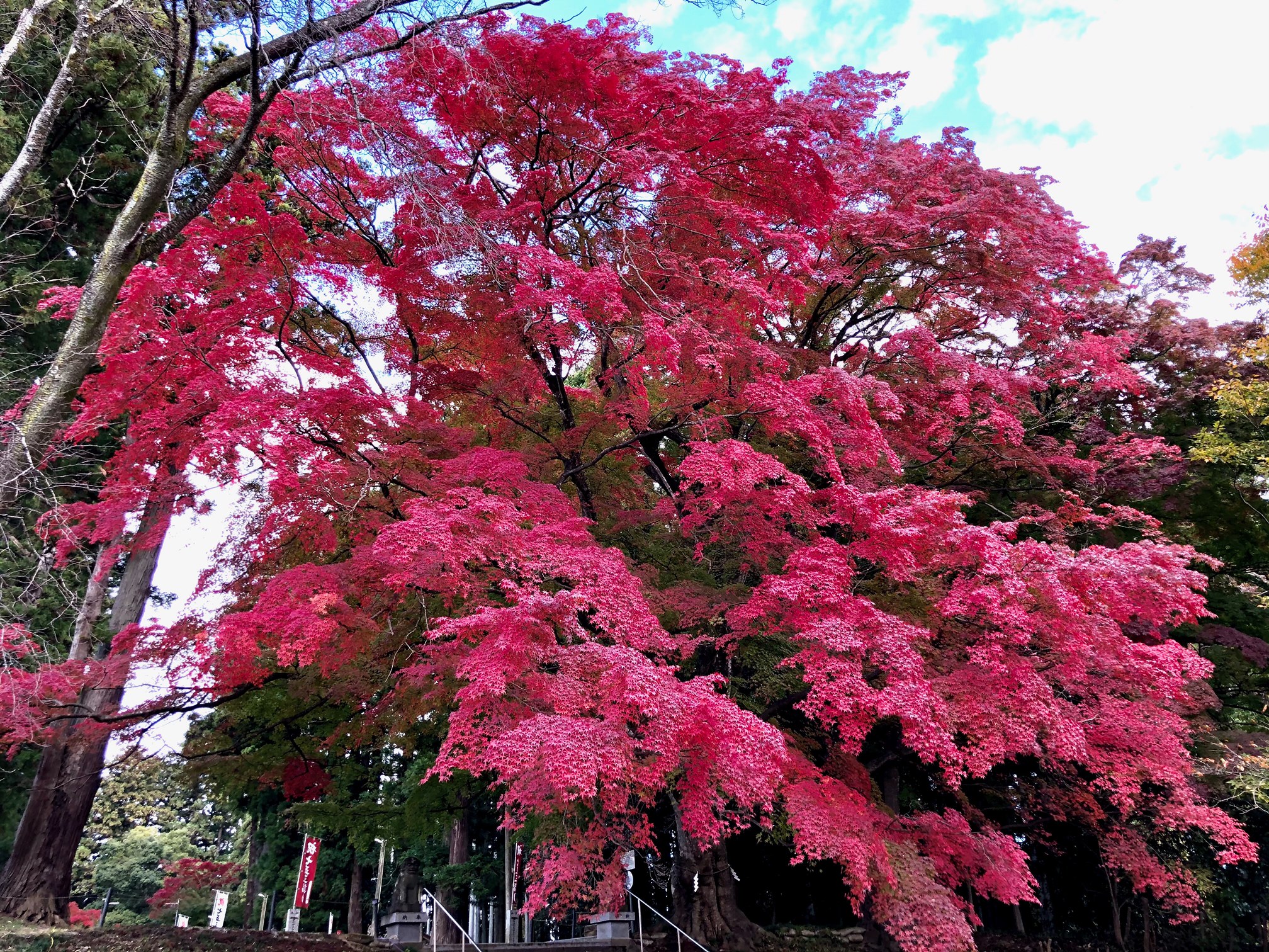 身近な秋を感じられる神社 2